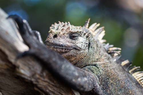 Galapagos 2016