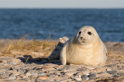 Helgoland 2015-2017