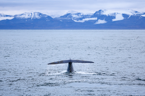 Spitzbergen